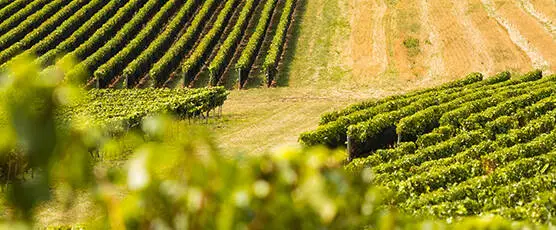 Image Vignettes experiences (556x1124px) - BOURGOGNE BEAUJOLAIS.jpg